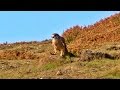 Kestrel Hovers Then Eats His Prey