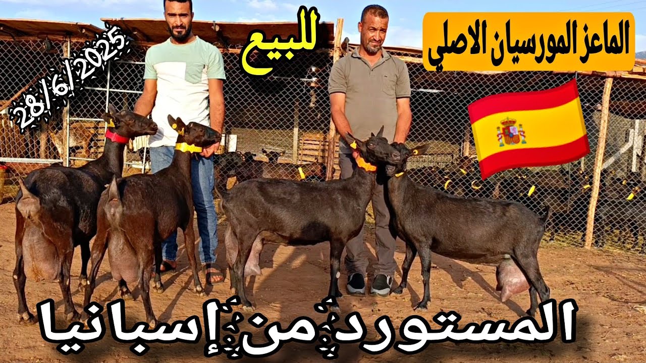 الماعز المورسيان الاصلي المستورد من إسبانيا 🇪🇦 في ضيعة محمد قوبي نواحي بني ملال تاريخ 28/6/2025🐐🐐🇲🇦