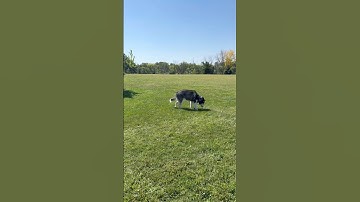 September recap, better late than never #dogmom #siberianhusky #pets #september2025 #dogshorts