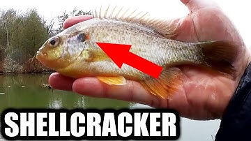 Fishing For Shellcracker With Worms - Bank Fishing for Shellcracker
