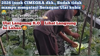 Obat Ulat Kubis Sudah Kebal 2026 Ampuh ⁉️Lihat Langsung Hasil Nyata di Lapang..🤩