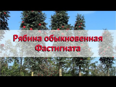 Рябина обыкновенная Фастигиата 🌿 Обзор: посадка и уход. крупномеры рябины: описание и особенности