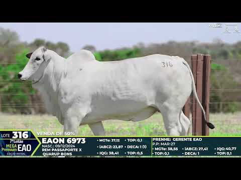 LOTE 316