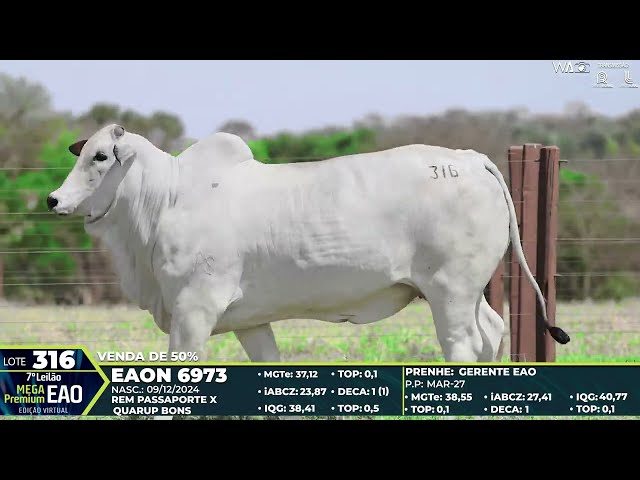 LOTE 316