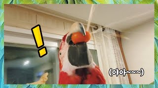 [홍금강 라틴] 태어나서 처음으로 방울토마토를 먹어본 앵무새