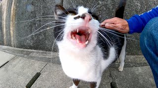 道路脇にいた野良猫にメチャメチャ呼び止められた