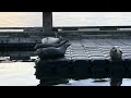 Harbor seals in Olympia, WA