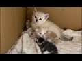 深夜の保護猫シェルター新生児室お世話生配信