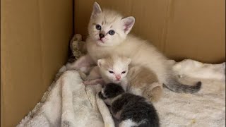 深夜の保護猫シェルター新生児室お世話生配信