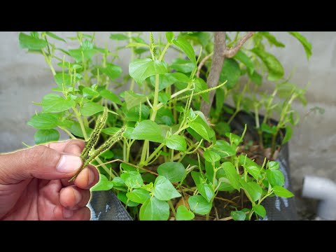 Video: Medicinal Houseplants: Matuto Tungkol sa Mga Halamang May Medicinal Properties