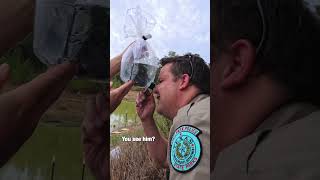 Release the tiny Houston toads 🐸 @texasparksandwildlife