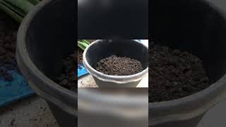 How to plant aloe Vera In bottle with land Fertilizer #aloevera #gardening #grow #gel #planting