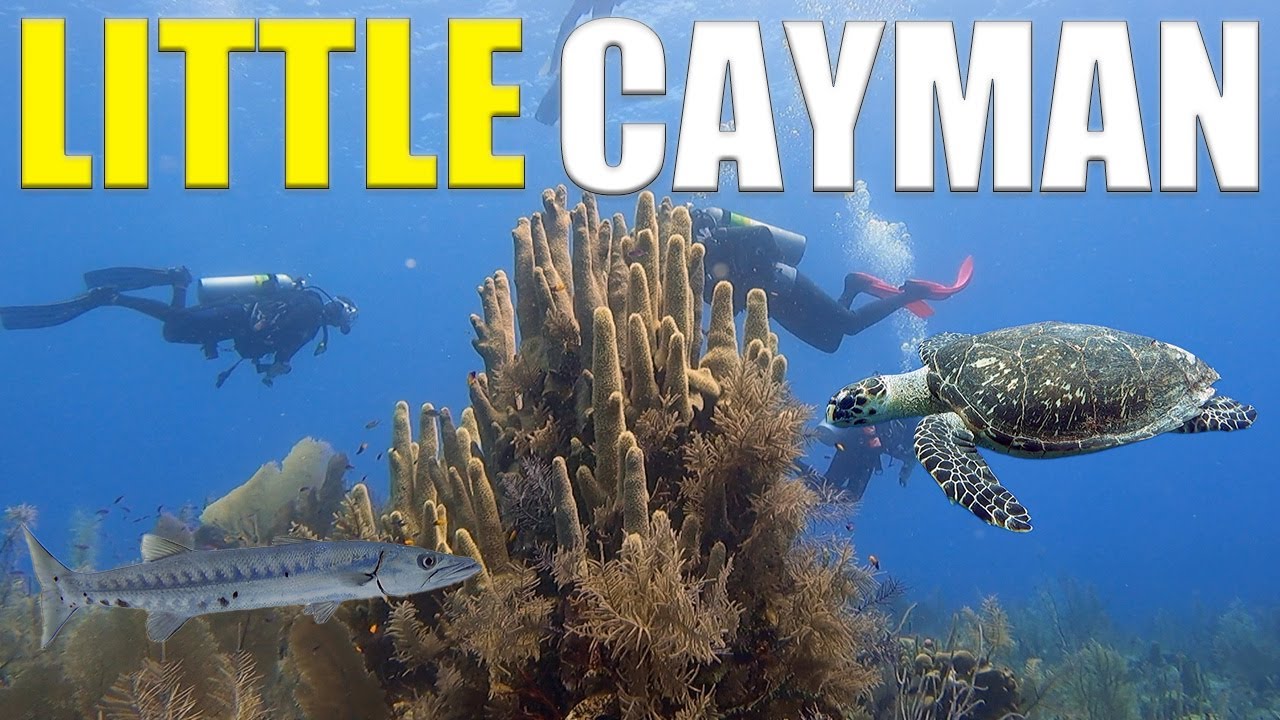 Scuba Diving The MIXING BOWL In Little Cayman - YouTube