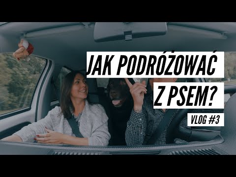 Wideo: Czy Można Wejść Do Sklepu Z Psem, Czy Nie