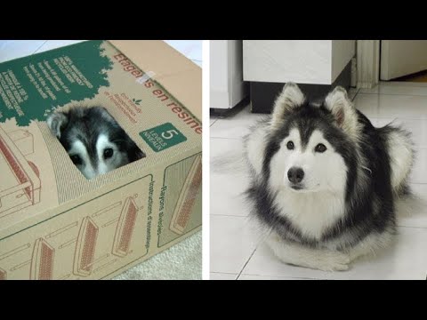 Wideo: Jak Kot Wychował Psa