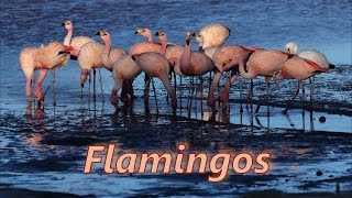 Flamingos from a red salt lake in the Andes