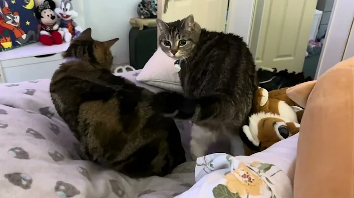 Video 4963521: maine coon bengal, maine coon jump