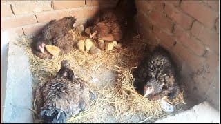 4 Aseel hens Hatching her Eggs at same time { Together } | Hens harvesting eggs