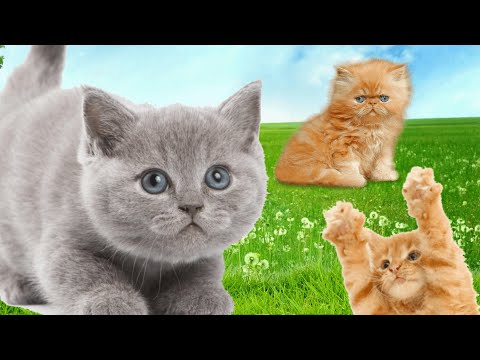 Sound of Cat Meowing and Funny Kittens [Animal World Videos]