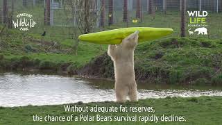 International Polar Bear Day