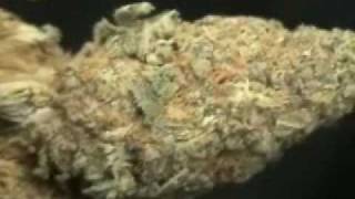 Canadian Cannabis