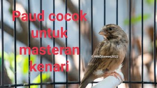 blackthroat gacor suara jernih anakan jantan 4 bulan mulai gacor  cocok untuk masteran kenari