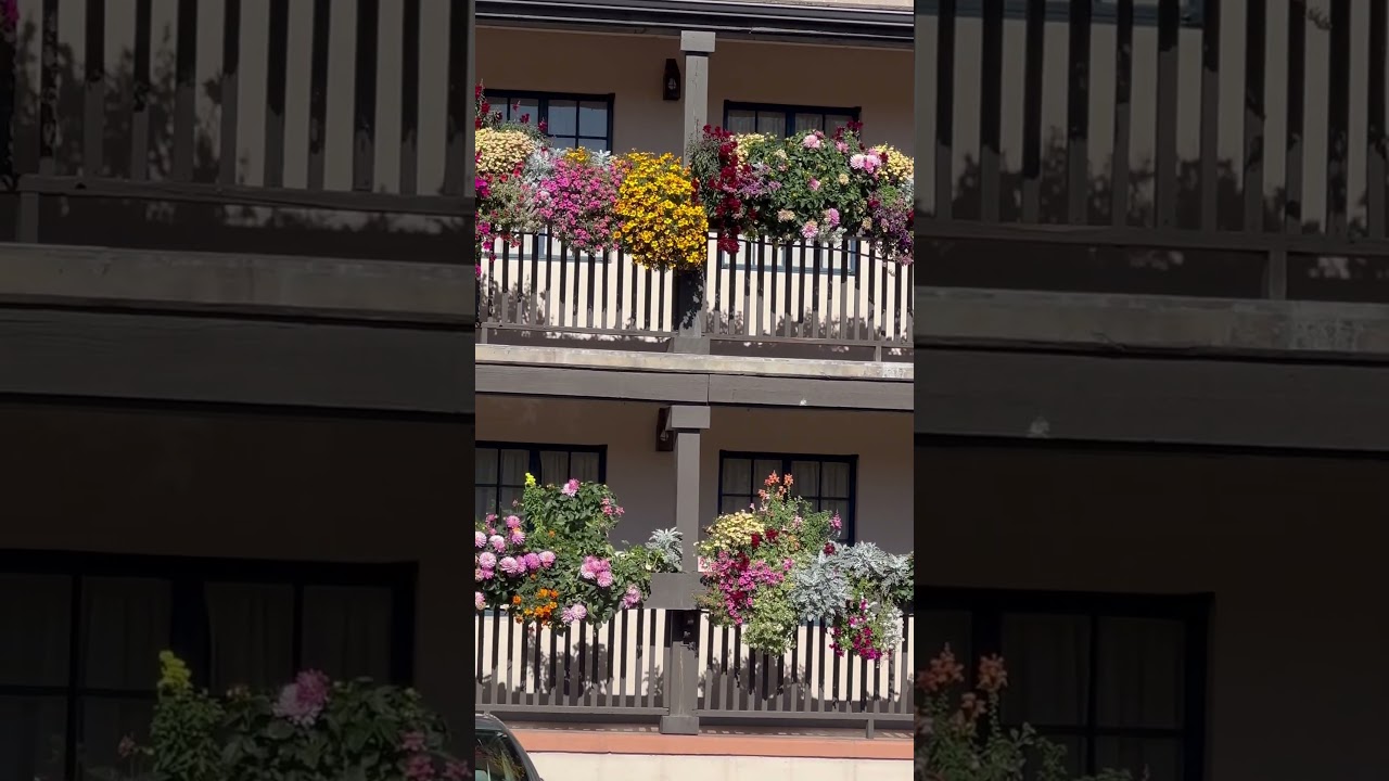 Dahlia flowers in Santa Fe, New Mexico!@ conscious aging with Gigi