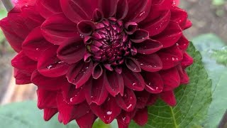 Visit Our Late Summer Garden - Soft mist, blooming flowers, and peaceful stillness screenshot 1