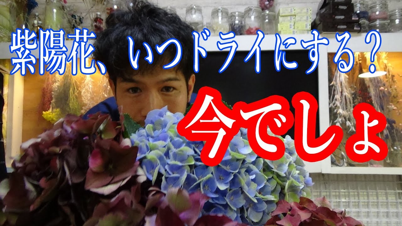 紫陽花のドライ加工は今やるべき！＠花屋が教えるドライフラワーの基礎