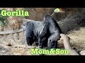 母ゴリラが息子に性教育⁉️Mom gorilla teaches sex education to son