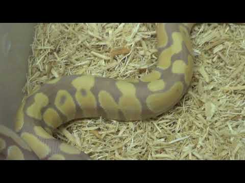 2017 Female Desert Ghost Banana Ball Python