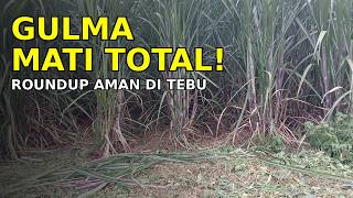 Gulma Alang-alang & Teki Musnah Total! Cara Aman Pakai Roundup di Tebu 100% Terbukti