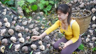 Harvesting A Lot Of Forest Snails Goes To Sell  Corn weeding | My Bushcraft / Nhất