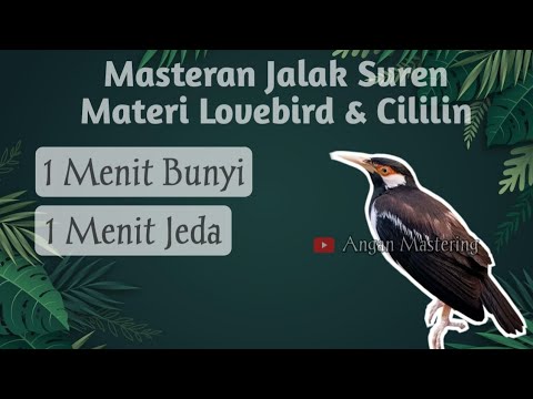 Masteran Burung Jalak Suren, Materi Lovebird \u0026 Cililin || 1 Menit Bunyi, 1 Menit Jeda