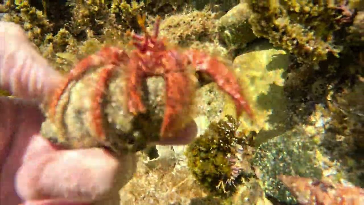 Catherine Hill Bay Snorkeling