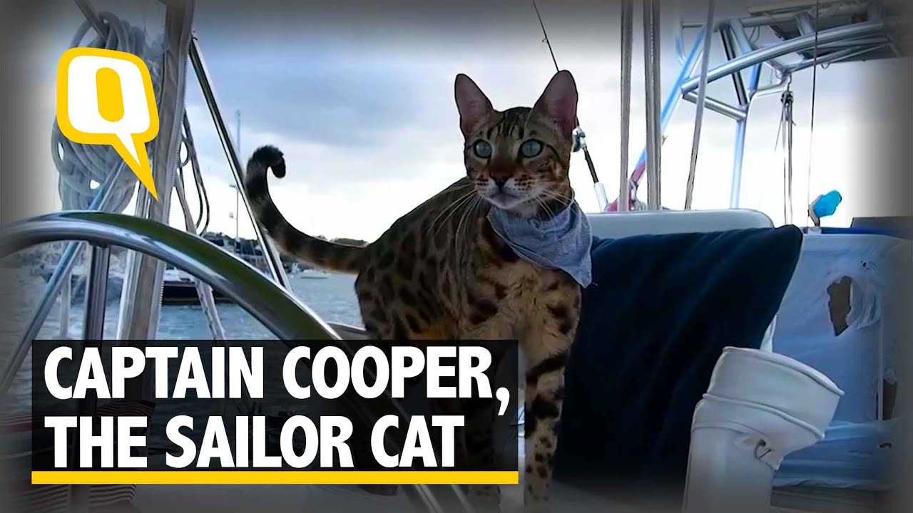 The Quint: Meet Captain Cooper, The Cat that has Sailed 7000 Nautical Miles