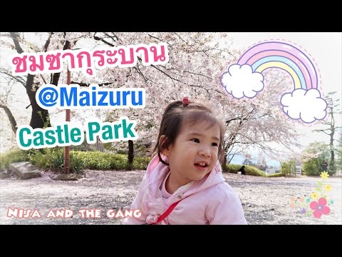 Day 3 - ชมซากุระบานที่ Maizuru Castle Park ก่อนรับรถไปทะเลสาบคาวากุจิโกะ(Kawaguchiko) (Japan2017#14)