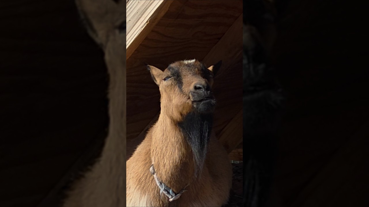 Я вижу, ты подглядываешь 🫣 