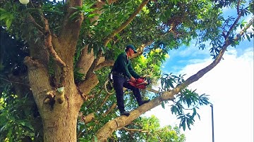 Cưa cây Xoài Siêu To, Siêu Nhánh cực khó nằm ở vị trí hẹp. Cưa Cây Kỹ Thuật 