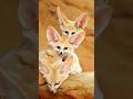 Things a Fennec Fox Won't Tell You 🦊🤫 | #fennecfox #animals