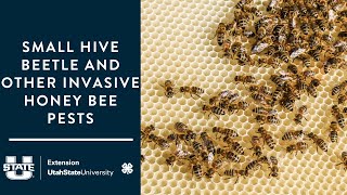Small Hive Beetle and other Invasive Honey Bee Pests by Utah State University Extension 177 views 2 months ago 58 minutes