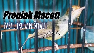 pancingan prenjak kepala merah betina agar bunyi