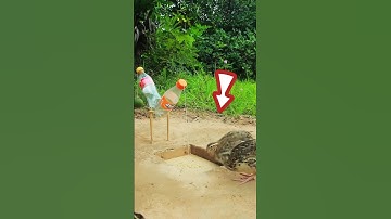 Pitfall traps: Deep holes dug in the ground, covered with leaves or branches, to catch quails.