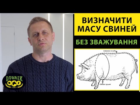 Як Визначити Масу Свиней Без Зважування