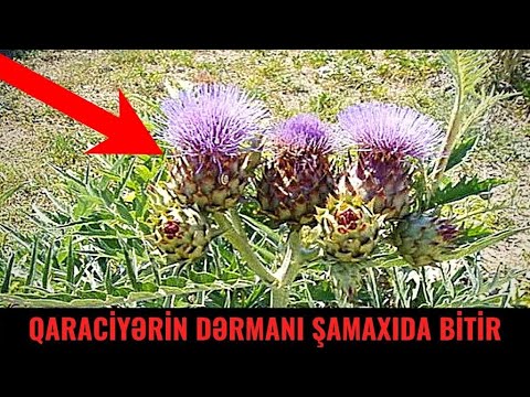 Video: Hansı planar quruluşa malikdir?