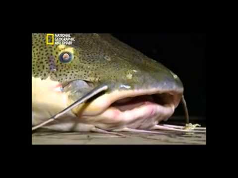 فيديو: سمك السلور هو عملاق المياه العذبة. العادات والميزات
