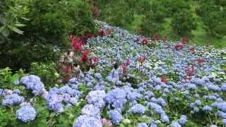 Hydrangea Garden Sesoko Bridge Captain Kangaroo Camera used: Canon ...
