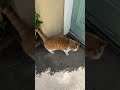蘇格蘭宅急便🐱 Scotland Express Delivery 🐱