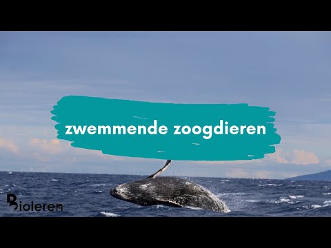 Video: Verschil Tussen Vissen En Zoogdieren