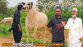Home Visit Fatehjangi Bulls Kot Fateh Khan Qurbani Collection 2026 | Bakra Eid Bhatta Chowk 